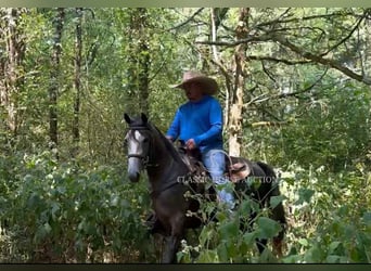 Tennessee walking horse, Caballo castrado, 2 años, 142 cm, Tordo