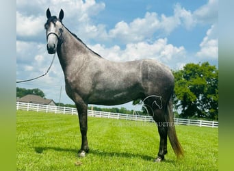 Tennessee walking horse, Caballo castrado, 2 años, 142 cm, Tordo