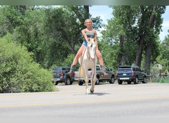 Tennessee walking horse, Caballo castrado, 2 años, 147 cm, Cremello