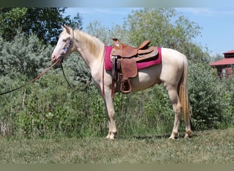 Tennessee walking horse, Caballo castrado, 2 años, 147 cm, Cremello