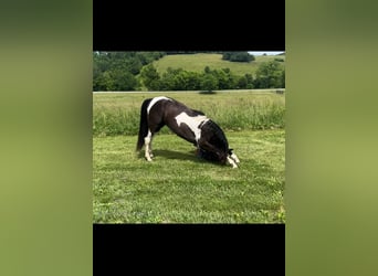 Tennessee walking horse, Caballo castrado, 2 años, 152 cm, Tobiano-todas las-capas