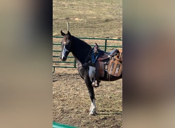 Tennessee walking horse, Caballo castrado, 2 años, 152 cm, Tobiano-todas las-capas