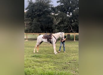 Tennessee walking horse, Caballo castrado, 2 años, 152 cm, Tordo