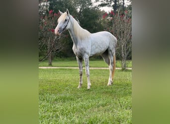 Tennessee walking horse, Caballo castrado, 2 años, 152 cm, Tordo