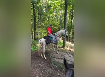 Tennessee walking horse, Caballo castrado, 2 años, 152 cm, Tordo