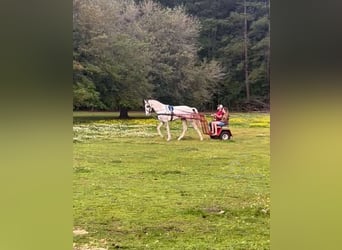 Tennessee walking horse, Caballo castrado, 2 años, 152 cm, Tordo