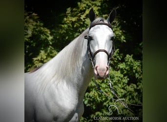 Tennessee walking horse, Caballo castrado, 2 años, 152 cm, Tordo