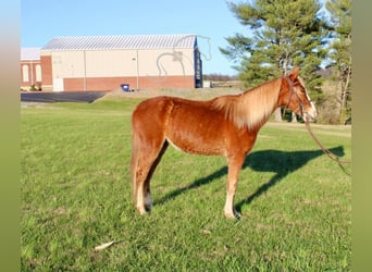 Tennessee walking horse, Caballo castrado, 3 años, 132 cm, Alazán rojizo