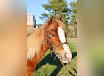 Tennessee walking horse, Caballo castrado, 3 años, 132 cm, Alazán rojizo