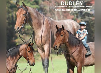 Tennessee walking horse, Caballo castrado, 3 años, 142 cm, Castaño rojizo