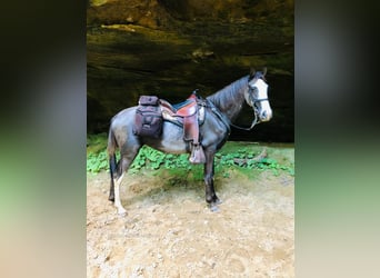 Tennessee walking horse, Caballo castrado, 3 años, 142 cm, Negro