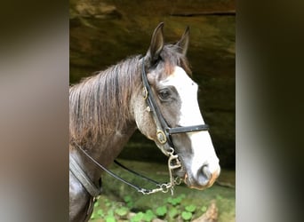 Tennessee walking horse, Caballo castrado, 3 años, 142 cm, Negro