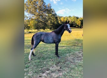 Tennessee walking horse, Caballo castrado, 3 años, 142 cm, Negro