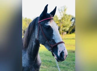 Tennessee walking horse, Caballo castrado, 3 años, 142 cm, Negro