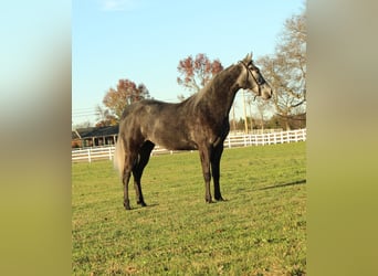 Tennessee walking horse, Caballo castrado, 3 años, 142 cm, Tordo