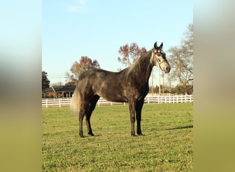 Tennessee walking horse, Caballo castrado, 3 años, 142 cm, Tordo