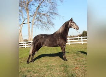 Tennessee walking horse, Caballo castrado, 3 años, 142 cm, Tordo