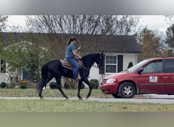 Tennessee walking horse, Caballo castrado, 3 años, 152 cm, Negro