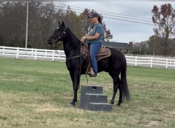 Tennessee walking horse, Caballo castrado, 3 años, 152 cm, Negro