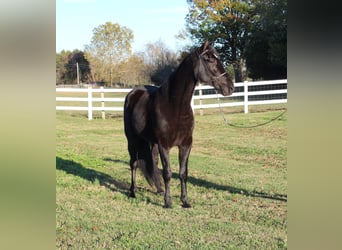 Tennessee walking horse, Caballo castrado, 3 años, 152 cm, Negro