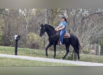 Tennessee walking horse, Caballo castrado, 3 años, 152 cm, Negro