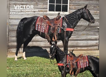 Tennessee walking horse, Caballo castrado, 3 años, 152 cm, Negro