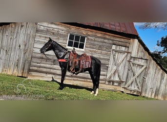 Tennessee walking horse, Caballo castrado, 3 años, 152 cm, Negro