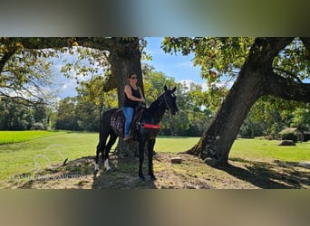 Tennessee walking horse, Caballo castrado, 3 años, 152 cm, Negro