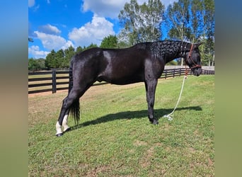 Tennessee walking horse, Caballo castrado, 3 años, 152 cm, Negro