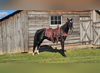 Tennessee walking horse, Caballo castrado, 3 años, 152 cm, Negro