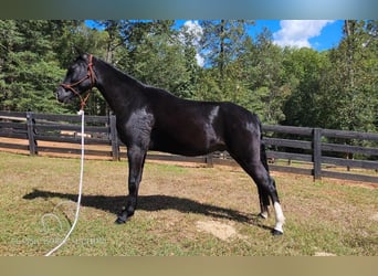 Tennessee walking horse, Caballo castrado, 3 años, 152 cm, Negro