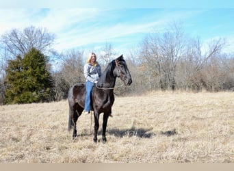 Tennessee walking horse, Caballo castrado, 3 años, 152 cm, Negro