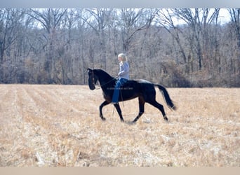 Tennessee walking horse, Caballo castrado, 3 años, 152 cm, Negro