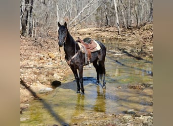 Tennessee walking horse, Caballo castrado, 3 años, 152 cm, Negro