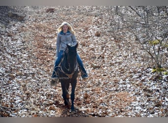 Tennessee walking horse, Caballo castrado, 3 años, 152 cm, Negro