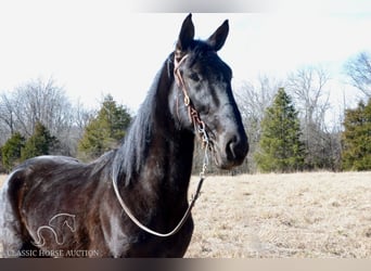 Tennessee walking horse, Caballo castrado, 3 años, 152 cm, Negro