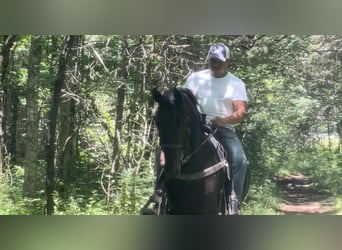 Tennessee walking horse, Caballo castrado, 3 años, 152 cm, Negro