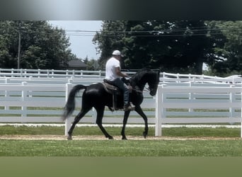 Tennessee walking horse, Caballo castrado, 3 años, 152 cm, Negro