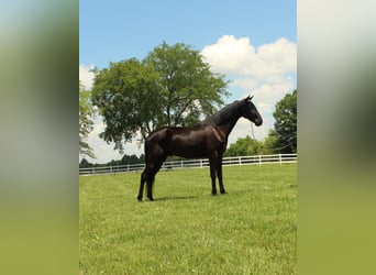 Tennessee walking horse, Caballo castrado, 3 años, 152 cm, Negro