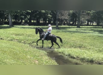 Tennessee walking horse, Caballo castrado, 3 años, 152 cm, Negro