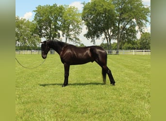 Tennessee walking horse, Caballo castrado, 3 años, 152 cm, Negro