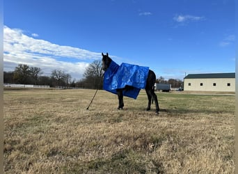 Tennessee walking horse, Caballo castrado, 3 años, 152 cm, Ruano azulado