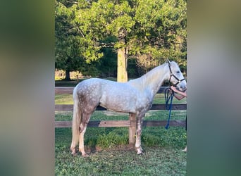 Tennessee walking horse, Caballo castrado, 3 años, 152 cm, Tordo