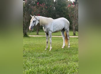 Tennessee walking horse, Caballo castrado, 3 años, 152 cm, Tordo