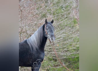 Tennessee walking horse, Caballo castrado, 3 años, 152 cm, Tordo