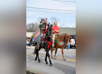 Tennessee walking horse, Caballo castrado, 3 años, 152 cm, Tordo