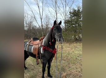 Tennessee walking horse, Caballo castrado, 3 años, 152 cm, Tordo