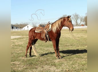 Tennessee walking horse, Caballo castrado, 3 años, 163 cm, Alazán rojizo