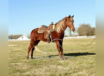 Tennessee walking horse, Caballo castrado, 3 años, 163 cm, Alazán rojizo