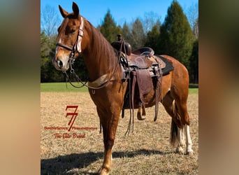 Tennessee walking horse, Caballo castrado, 4 años, 142 cm, Alazán rojizo